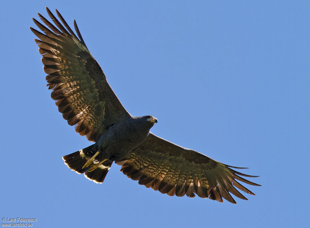 Common Black Hawk