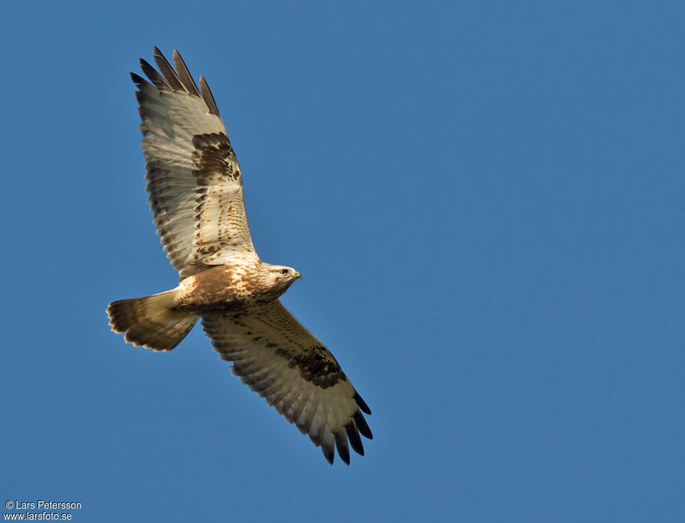 Rough-legged Buzzard