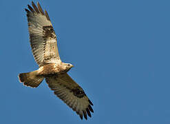 Rough-legged Buzzard