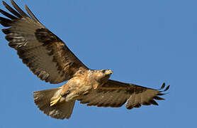 Jackal Buzzard