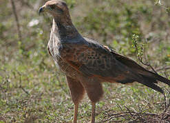 Savanna Hawk