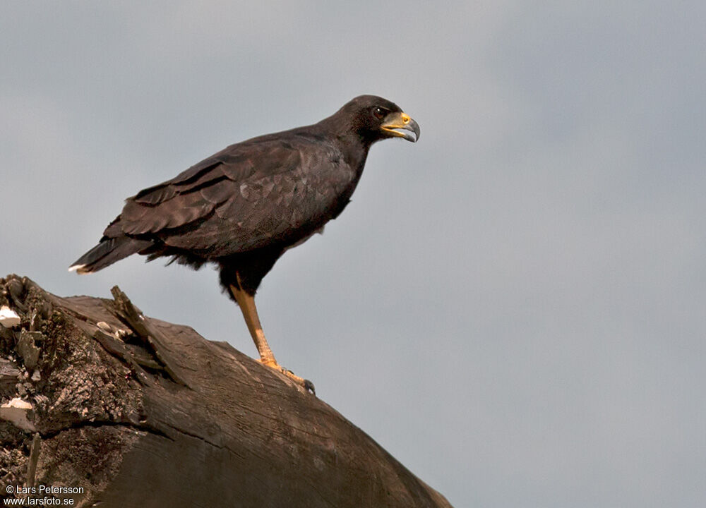 Great Black Hawk