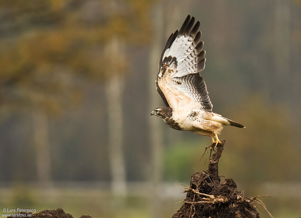 Buse variable