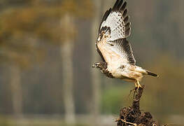 Common Buzzard