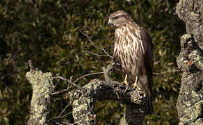 Buse variable