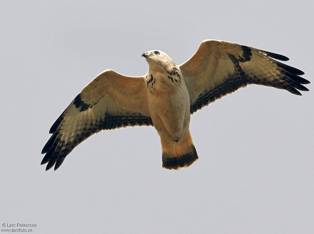 Buse variable