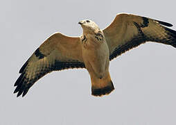 Common Buzzard