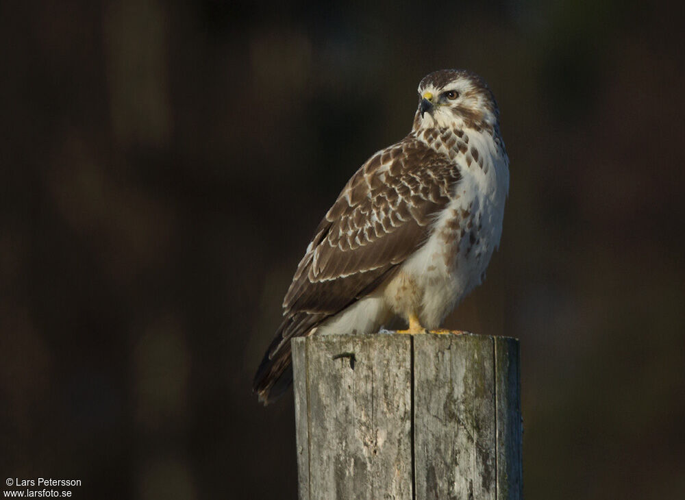 Buse variable