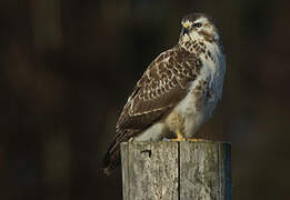 Common Buzzard