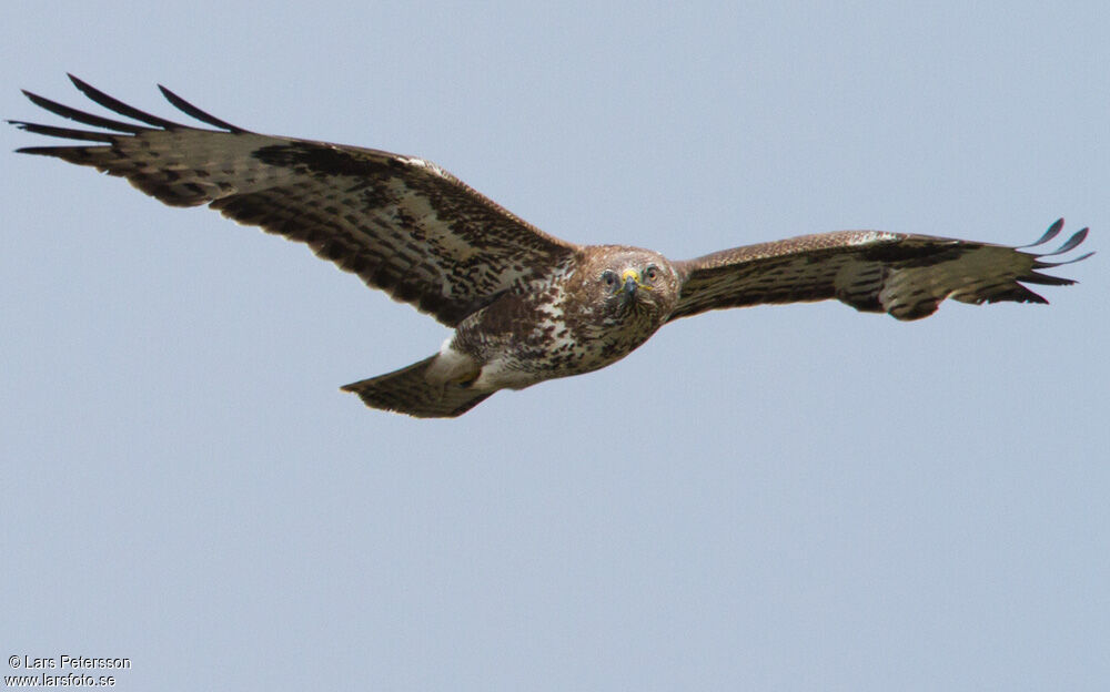 Common Buzzard