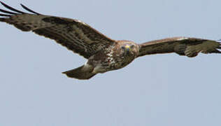 Common Buzzard