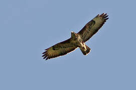 Common Buzzard