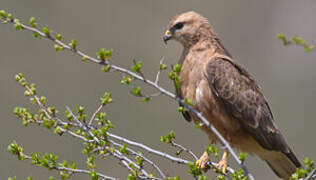 Common Buzzard