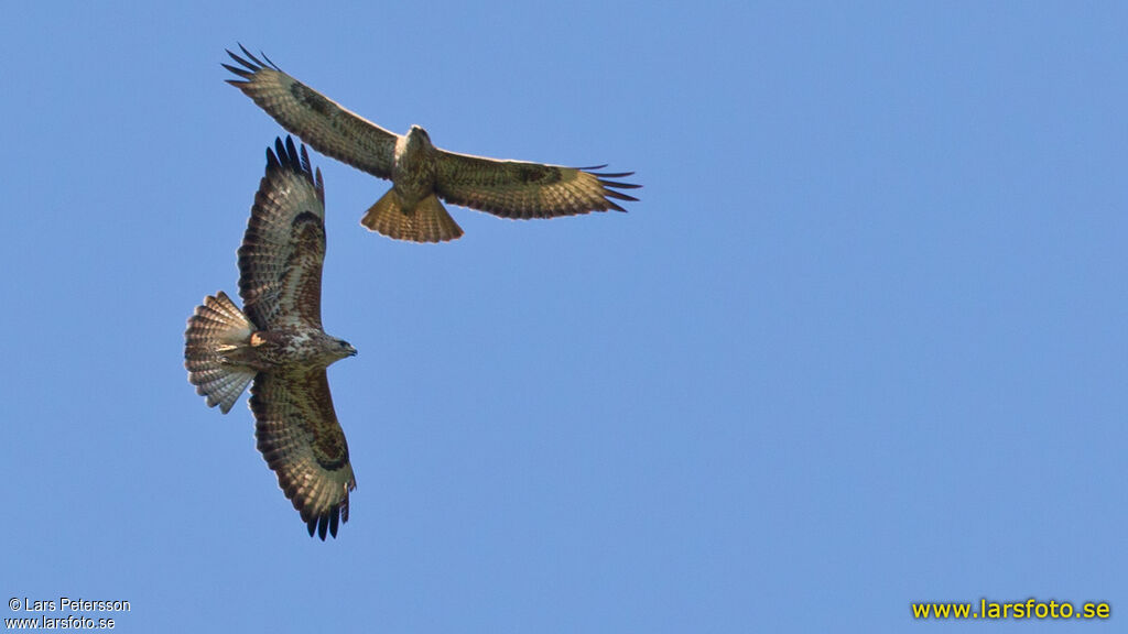 Common Buzzard