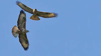 Common Buzzard