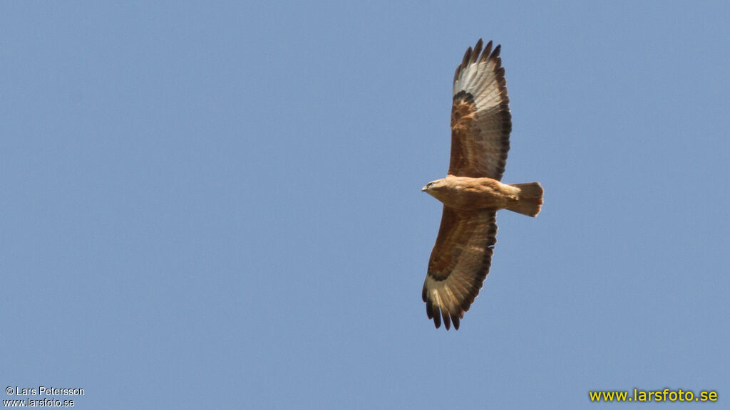 Common Buzzard