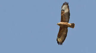 Common Buzzard