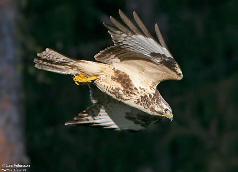 Common Buzzard