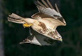 Common Buzzard