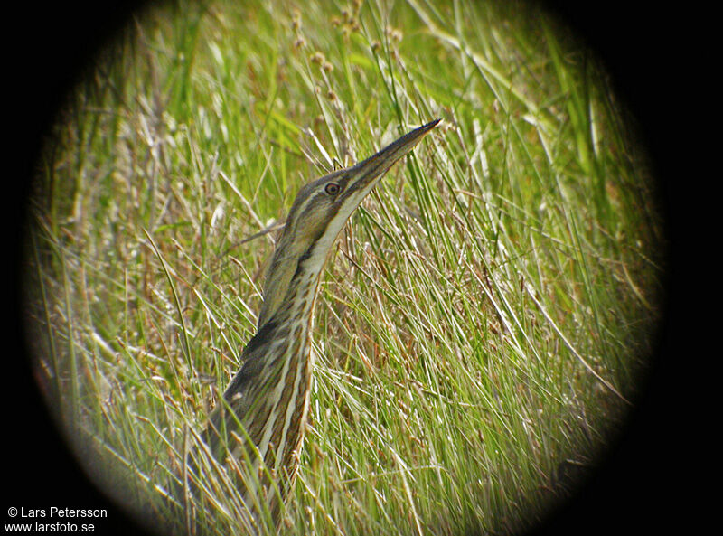 American Bittern