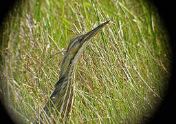 American Bittern