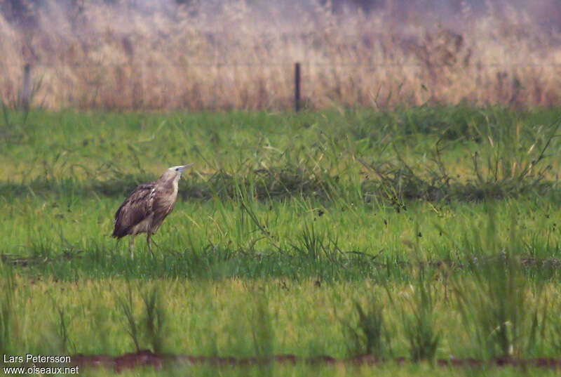 Butor d'Australie, identification