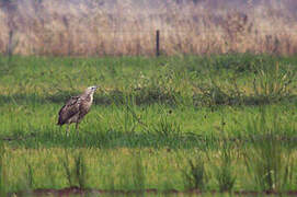 Australasian Bittern