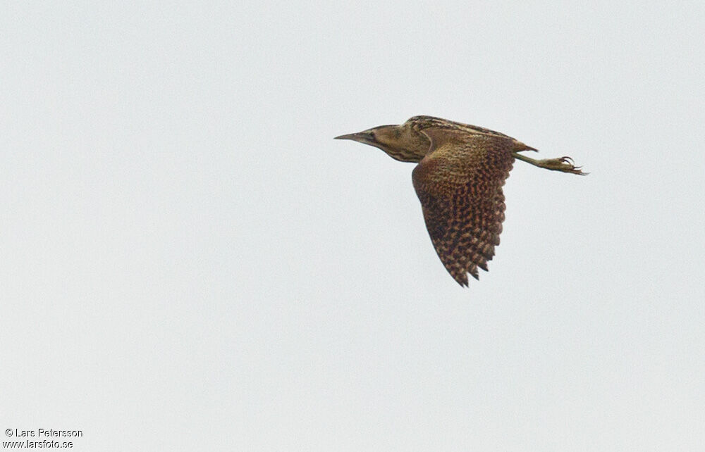 Eurasian Bittern