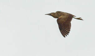 Eurasian Bittern