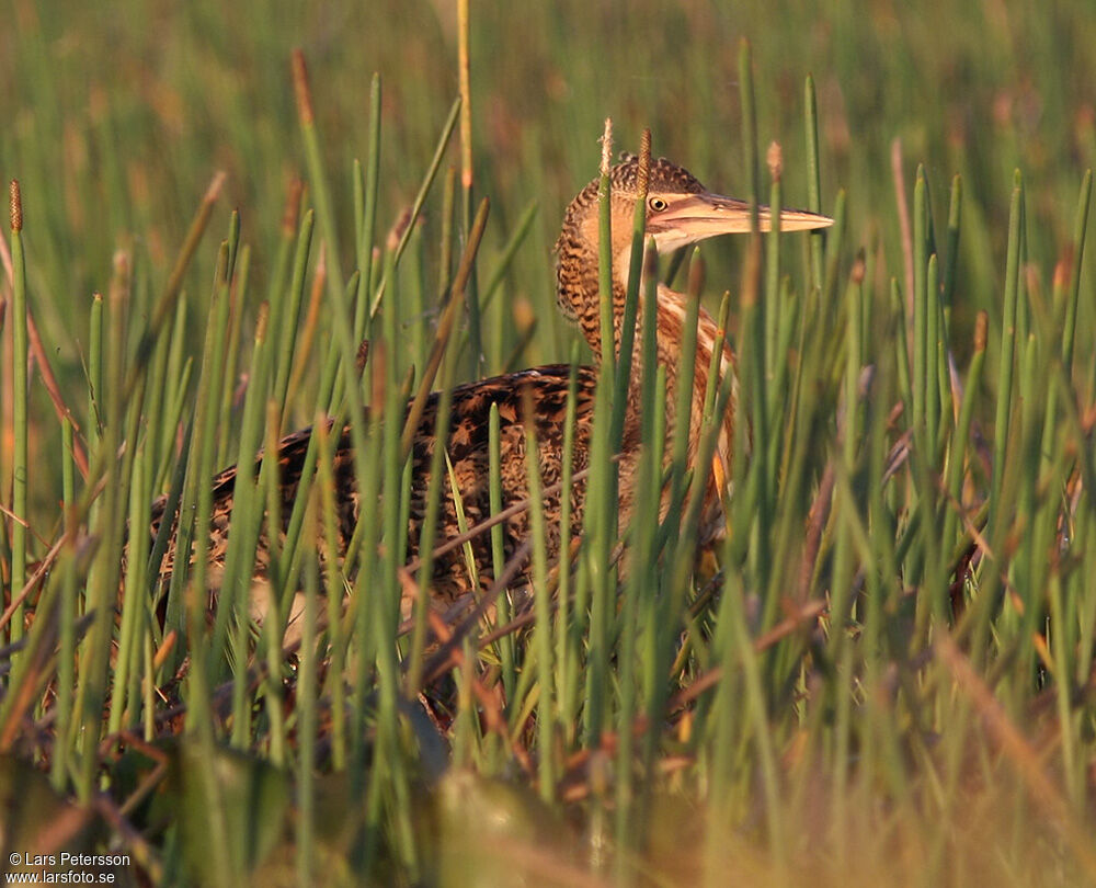 Pinnated Bittern