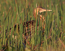 Pinnated Bittern