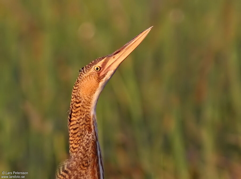 Pinnated Bittern