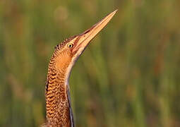 Pinnated Bittern