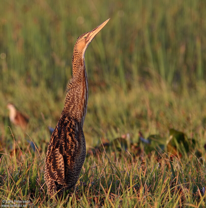 Pinnated Bittern