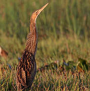 Pinnated Bittern