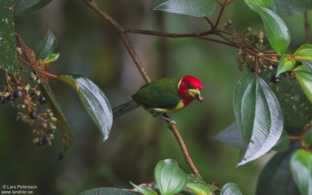 Red-headed Barbet