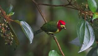 Red-headed Barbet