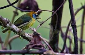 Red-headed Barbet