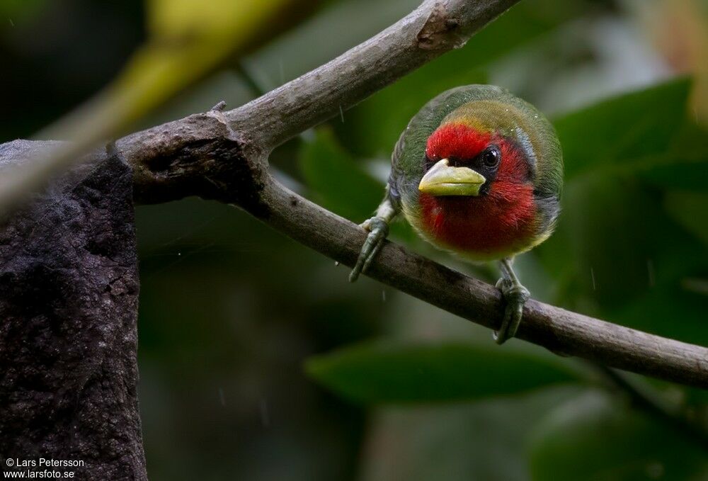 Red-headed Barbet