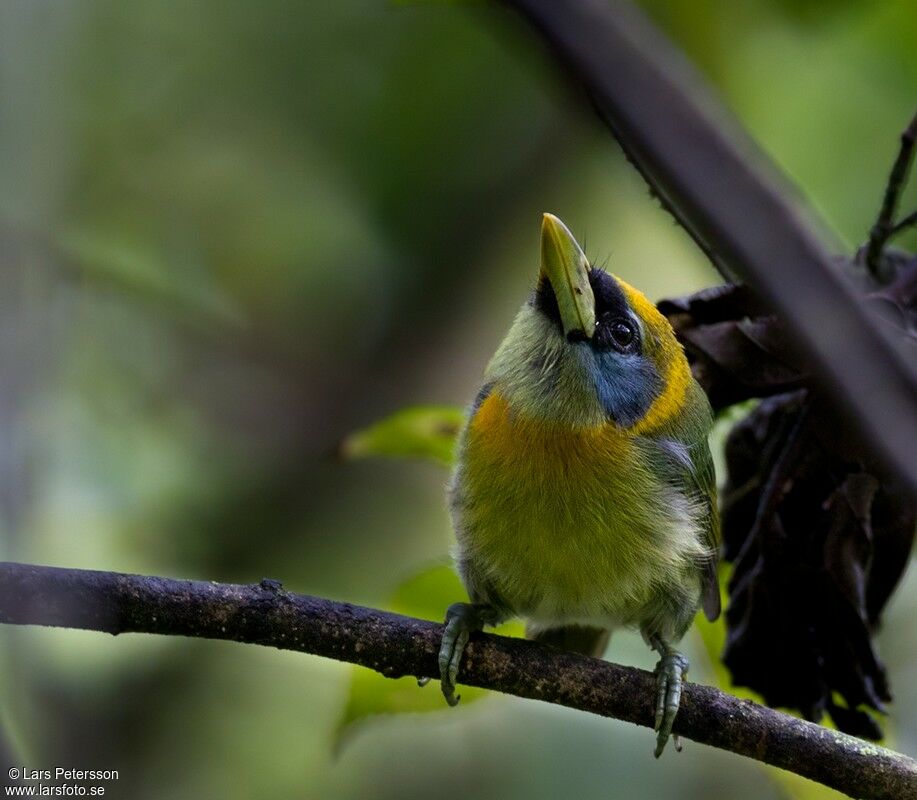 Red-headed Barbet