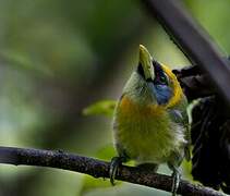 Red-headed Barbet