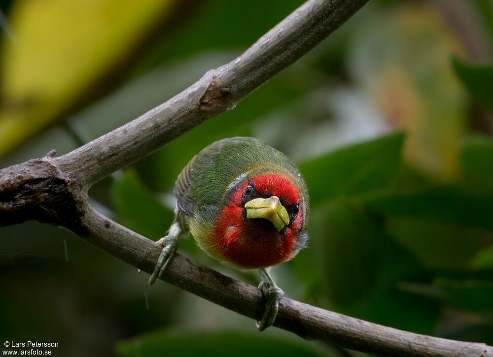 Red-headed Barbet