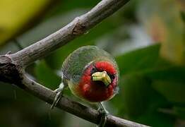 Red-headed Barbet