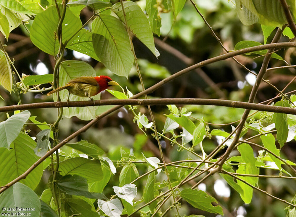 Scarlet-hooded Barbet