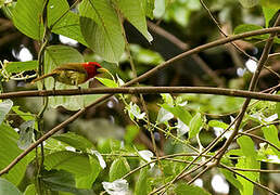 Scarlet-hooded Barbet