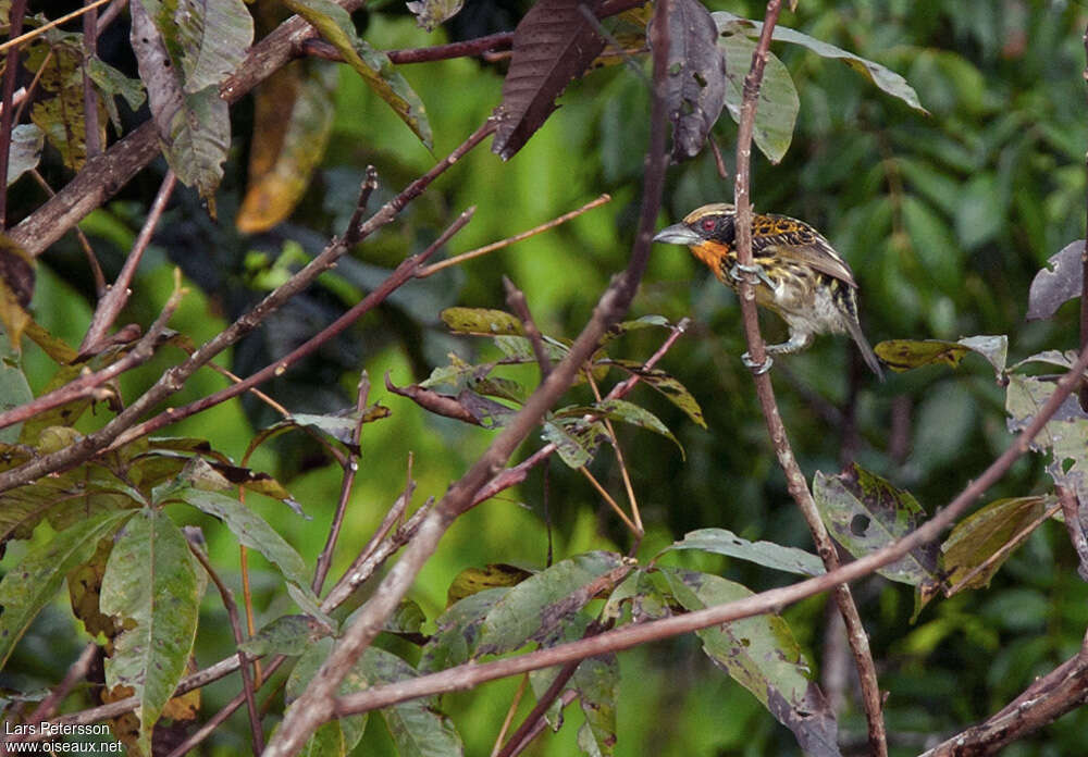 Gilded Barbet female adult, habitat