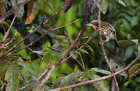 Gilded Barbet