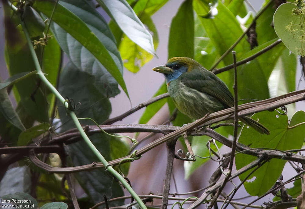 Versicolored Barbet female adult, identification