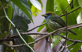 Versicolored Barbet