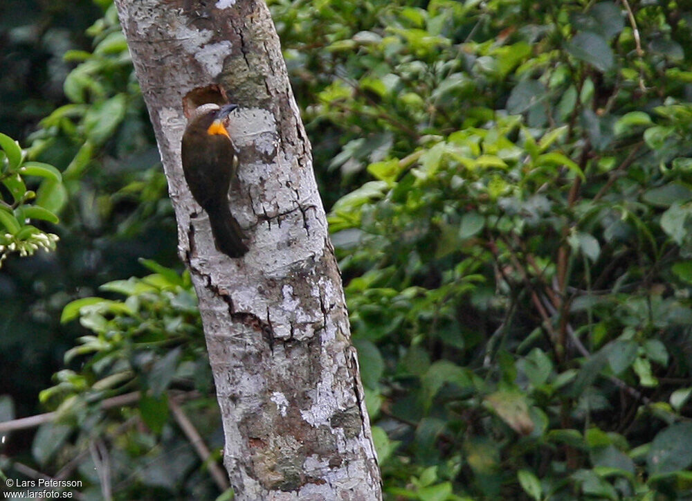 Scarlet-crowned Barbet